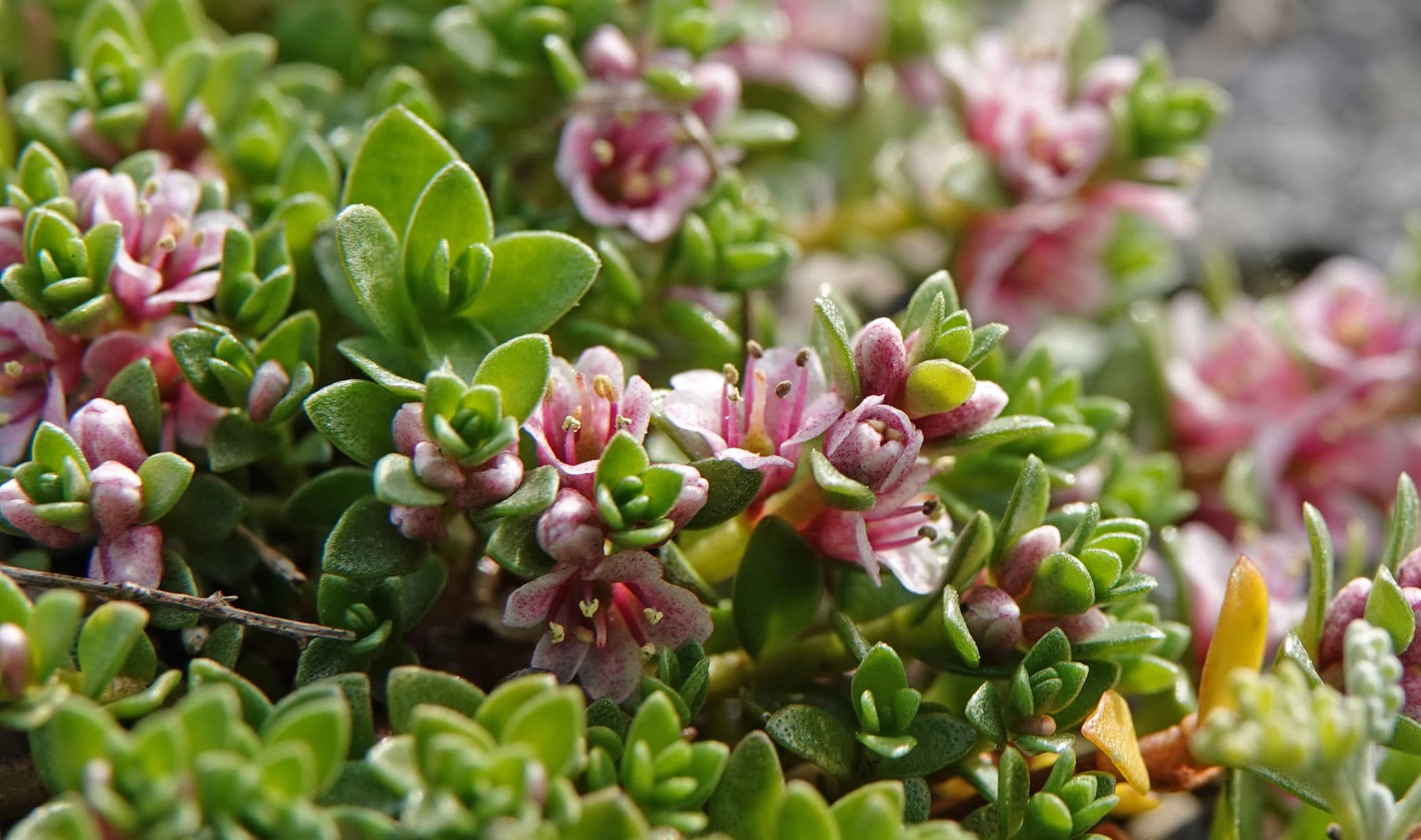 Zeldzame planten in de duinen en polders