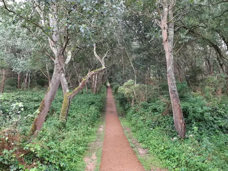De Zandpanne: tussen duin en bos